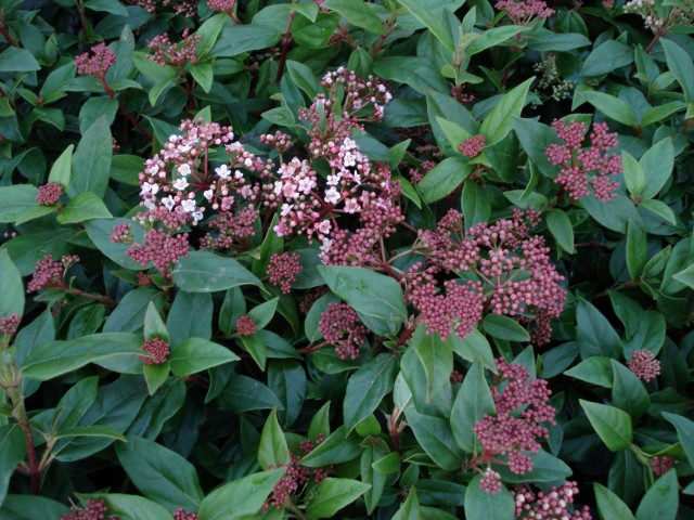 Viburnum tinus 'Eve Price'